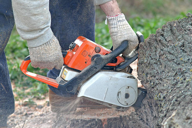 How Our Tree Care Process Works  in  Newaygo, MI